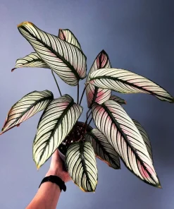 White Star Calathea Live Plant - Distinctive Foliage Houseplant - Image 1