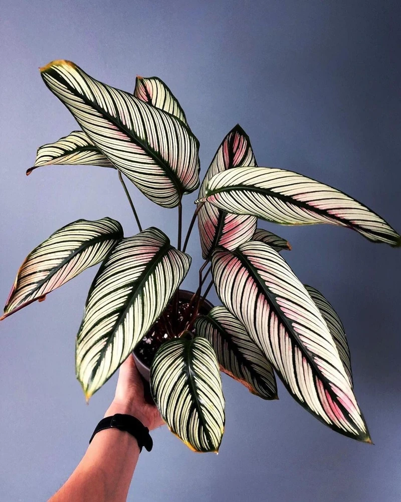 White Star Calathea Live Plant - Distinctive Foliage Houseplant - Image 1