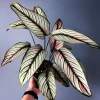 White Star Calathea Live Plant - Prayer Plant Indoor Houseplant - Image 1