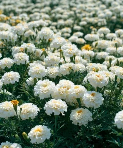 White Swan F1 Marigold Seeds - Edible Flowers, Long-Blooming, 20 Seeds - Image 2