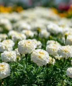 White Swan F1 Marigold Seeds - Edible Flowers, Long-Blooming, 20 Seeds - Image 3