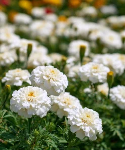 White Swan F1 Marigold Seeds - Edible Flowers, Long-Blooming, 20 Seeds - Image 4