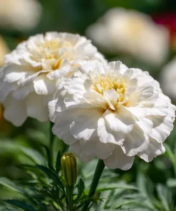 White Swan F1 Marigold Seeds - Edible Flowers, Long-Blooming, 20 Seeds - Image 5