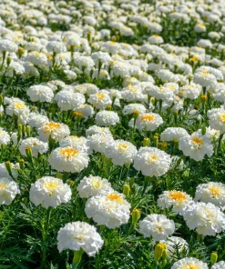 White Swan F1 Marigold Seeds - Edible Flowers, Long-Blooming, 20 Seeds - Image 6