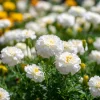 White Swan F1 Marigold Seeds - Edible Flowers, Long-Blooming, 20 Seeds - Image 1