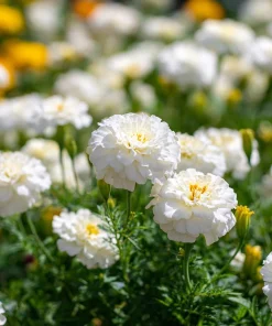 White Swan F1 Marigold Seeds - Edible Flowers, Long-Blooming, 20 Seeds - Image 1