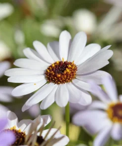 White Swan River Daisy Seeds - Brachyscome Iberidifolia - 200 Seeds - Image 2