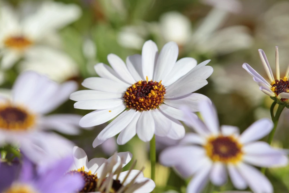 White Swan River Daisy Seeds - Brachyscome Iberidifolia - 200 Seeds - Image 2