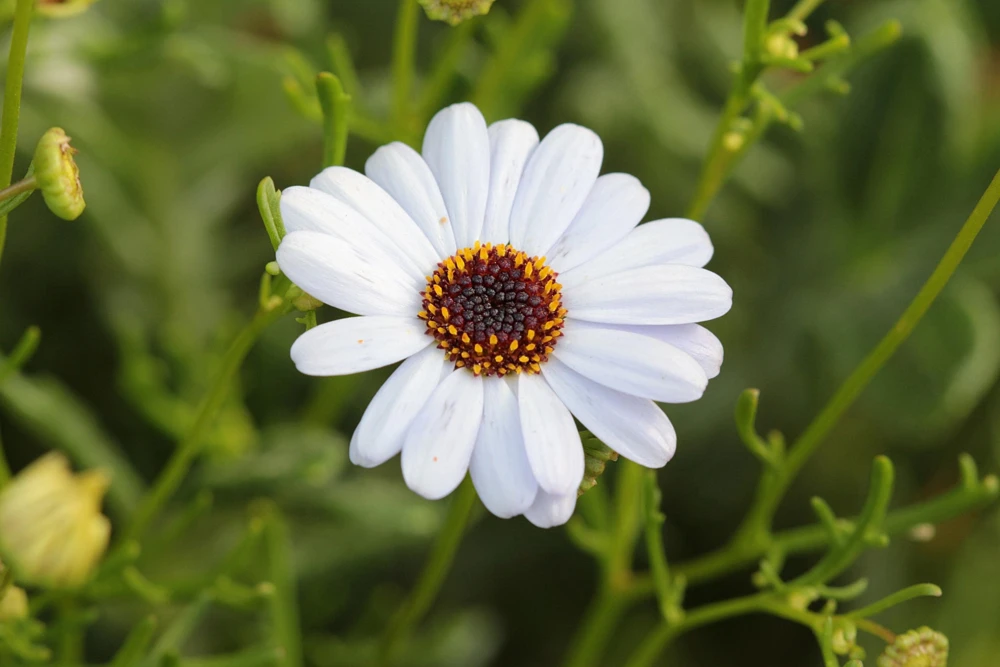 White Swan River Daisy Seeds - Brachyscome Iberidifolia - 200 Seeds - Image 3