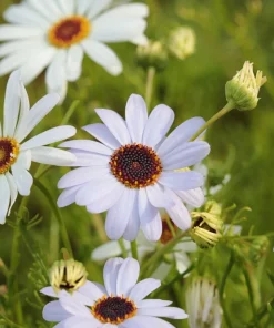 White Swan River Daisy Seeds - Brachyscome Iberidifolia - 200 Seeds - Image 4