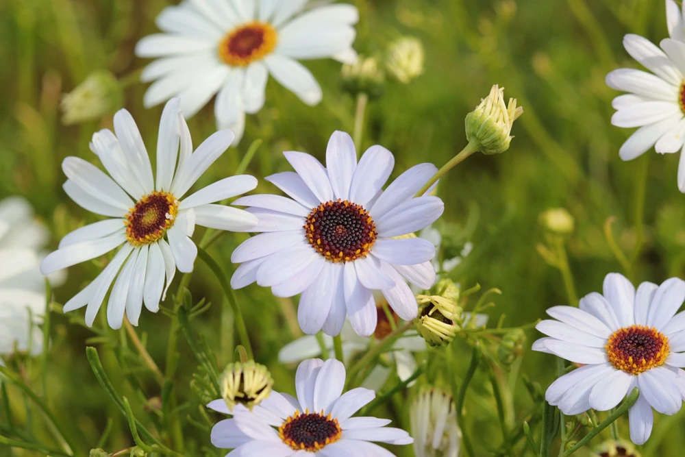 White Swan River Daisy Seeds - Brachyscome Iberidifolia - 200 Seeds - Image 4