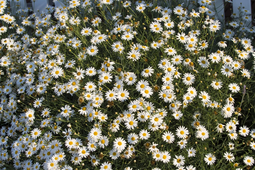 White Swan River Daisy Seeds - Brachyscome Iberidifolia - 200 Seeds - Image 5