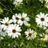 White Swan River Daisy Seeds - Brachyscome Iberidifolia - 200 Seeds - Image 1