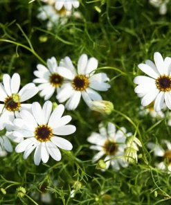 White Swan River Daisy Seeds - Brachyscome Iberidifolia - 200 Seeds - Image 1