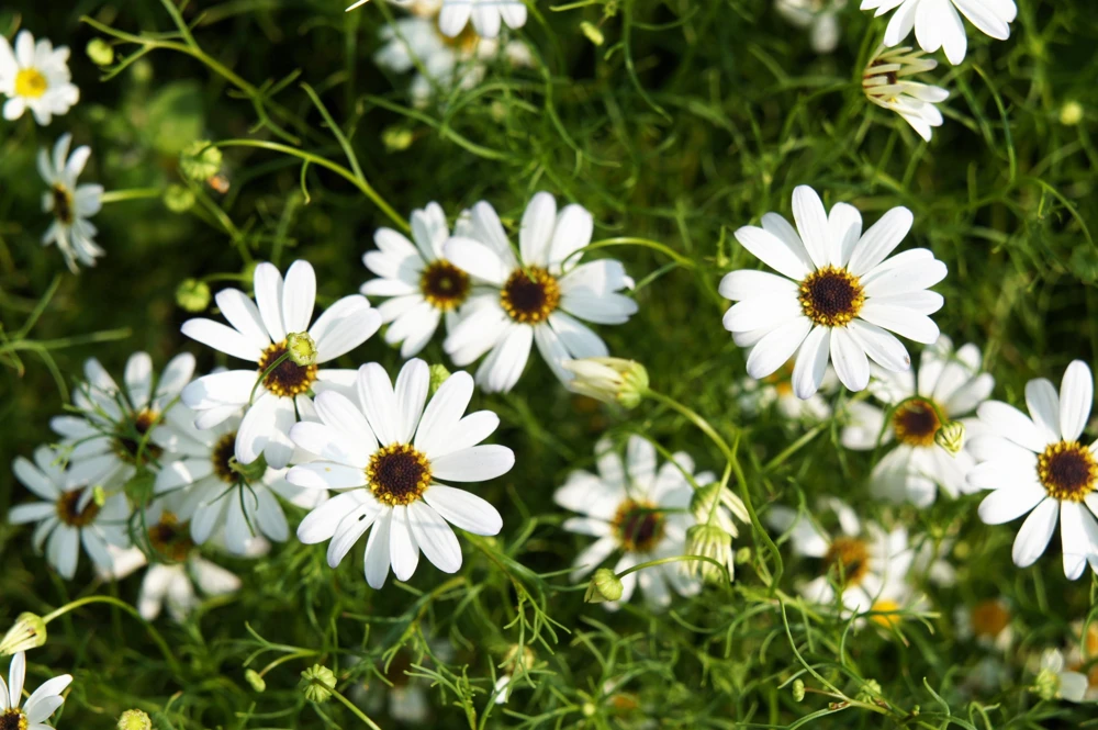 White Swan River Daisy Seeds - Brachyscome Iberidifolia - 200 Seeds - Image 1