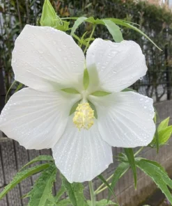 White Texas Star Hibiscus Live Plant, Large Blooming Perennial, 4-6 Inch Tall - Image 2