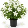 White Texas Star Hibiscus Live Plant, Large Blooming Perennial, 4-6 Inch Tall - Image 1