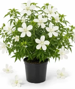 White Texas Star Hibiscus Live Plant, Large Blooming Perennial, 4-6 Inch Tall - Image 1