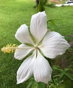 White Texas Star Hibiscus Live Plant, Large Blooming Perennial, 4-6 Inch Tall - Image 3