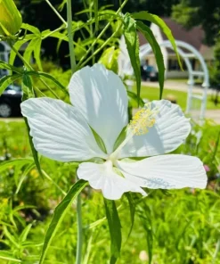 White Texas Star Hibiscus Live Plant, Large Blooming Perennial, 4-6 Inch Tall - Image 4