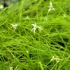 White-Topped Sedge Live Plant – Rhynchospora colorata – 3.5 Inch Pot – Zones 7-10 - Image 1