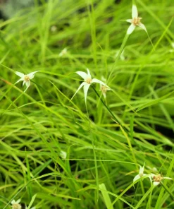 White-Topped Sedge Live Plant – Rhynchospora colorata – 3.5 Inch Pot – Zones 7-10 - Image 1