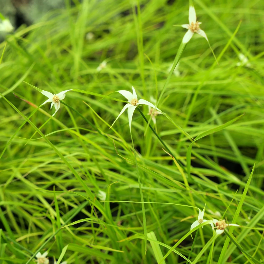 White-Topped Sedge Live Plant – Rhynchospora colorata – 3.5 Inch Pot – Zones 7-10 - Image 1