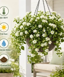 White Trailing Lantana Live Plants – Set of 2, 4-6 Inch Starter Plants for Outdoor Garden - Image 2