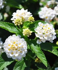 White Trailing Lantana Live Plants – Set of 2, 4-6 Inch Starter Plants for Outdoor Garden - Image 3