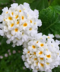 White Trailing Lantana Live Plants – Set of 2, 4-6 Inch Starter Plants for Outdoor Garden - Image 4