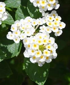 White Trailing Lantana Live Plants – Set of 2, 4-6 Inch Starter Plants for Outdoor Garden - Image 5