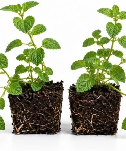White Trailing Lantana Live Plants – Set of 2, 4-6 Inch Starter Plants for Outdoor Garden - Image 6