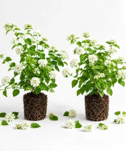 White Trailing Lantana Live Plants – Set of 2, 4-6 Inch Starter Plants for Outdoor Garden - Image 1