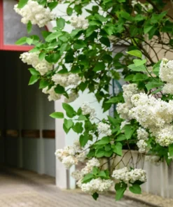 White Tree Lilac Seeds - Fragrant Pekinensis, Attracts Hummingbirds, 20 Seeds - Image 10
