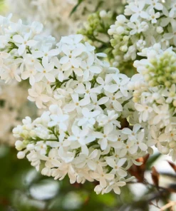 White Tree Lilac Seeds - Fragrant Pekinensis, Attracts Hummingbirds, 20 Seeds - Image 11