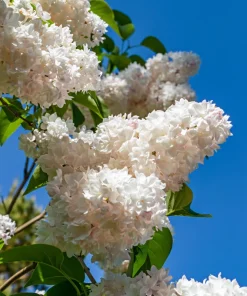 White Tree Lilac Seeds - Fragrant Pekinensis, Attracts Hummingbirds, 20 Seeds - Image 12