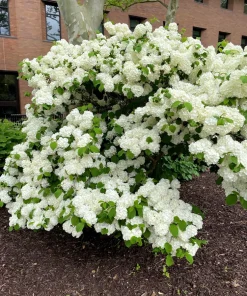 White Tree Lilac Seeds - Fragrant Pekinensis, Attracts Hummingbirds, 20 Seeds - Image 2