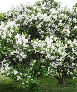White Tree Lilac Seeds - Fragrant Pekinensis, Attracts Hummingbirds, 20 Seeds - Image 3