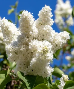 White Tree Lilac Seeds - Fragrant Pekinensis, Attracts Hummingbirds, 20 Seeds - Image 4
