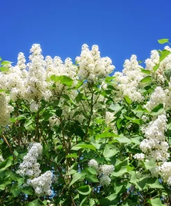 White Tree Lilac Seeds - Fragrant Pekinensis, Attracts Hummingbirds, 20 Seeds - Image 5