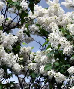 White Tree Lilac Seeds - Fragrant Pekinensis, Attracts Hummingbirds, 20 Seeds - Image 6