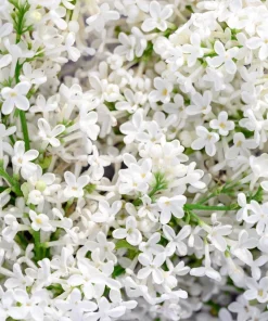 White Tree Lilac Seeds - Fragrant Pekinensis, Attracts Hummingbirds, 20 Seeds - Image 7