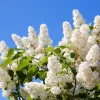 White Tree Lilac Seeds - Fragrant Pekinensis, Attracts Hummingbirds, 20 Seeds - Image 1