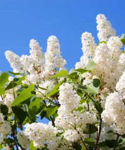 White Tree Lilac Seeds - Fragrant Pekinensis, Attracts Hummingbirds, 20 Seeds - Image 1