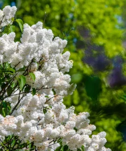 White Tree Lilac Seeds - Fragrant Pekinensis, Attracts Hummingbirds, 20 Seeds - Image 8
