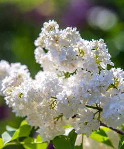 White Tree Lilac Seeds - Fragrant Pekinensis, Attracts Hummingbirds, 20 Seeds - Image 9