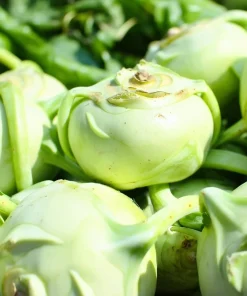 White Vienna Kohlrabi Seeds - 300 Heirloom Vegetable Seeds for Garden - Image 3
