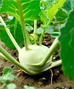 White Vienna Kohlrabi Seeds - 300 Heirloom Vegetable Seeds for Garden - Image 4