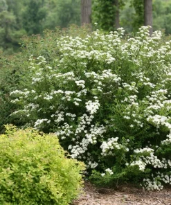 White Wedding Cake Spirea Cuttings - Set of 10 Unrooted 6-8 Inches - Image 1