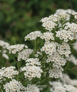White Wedding Cake Spirea Cuttings - Set of 10 Unrooted 6-8 Inches - Image 2